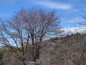 エゾヤマザクラの桃色の花