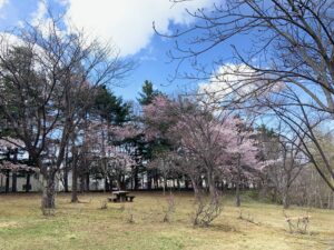 エゾヤマザクラの桃色の花