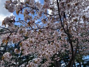 エゾヤマザクラの桃色の花