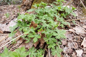 エゾトリカブトの葉