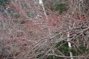 赤いカツラの花