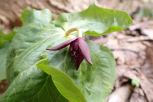 エンレイソウの濃い赤の花