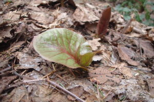オオウバユリの葉