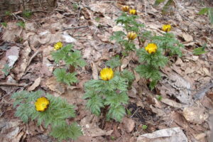 フクジュソウの黄色い花