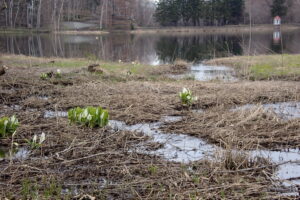 湿原のミズバショウと池