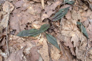 トケンランの葉