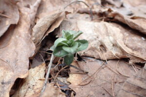 フデリンドウの葉