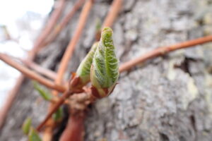ツルアジサイの冬芽が開いてきた