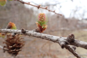 カラマツの桃色がかった雌花