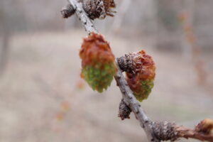 カラマツの黄緑色がかった雄花
