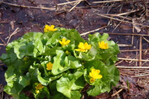 エゾノリュウキンカの黄色い花
