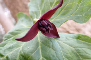 エンレイソウの濃い赤の花