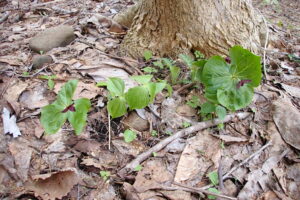 エンレイソウの濃い赤の花