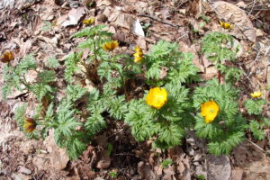 フクジュソウの黄色い花