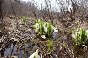 ミズバショウ