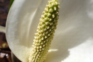 ミズバショウの肉穂花序