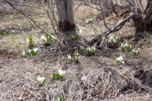 ミズバショウ