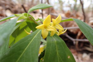 ナニワズの黄色い花