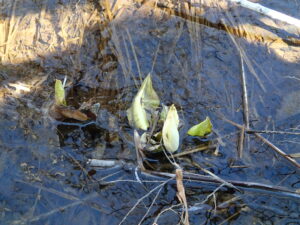 ミズバショウの白い仏炎苞