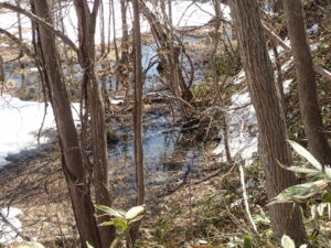 湿原では雪が融けている