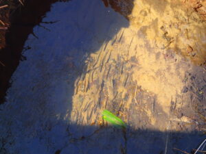 川の中のワカサギ