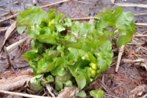 エゾノリュウキンカのつぼみ