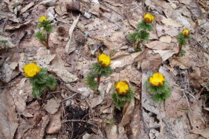 黄色いフクジュソウの花