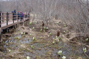 ミズバショウの咲く湿原を散策する参加者