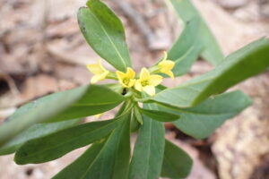 ナニワズの黄色い花