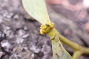 ヤドリギの雌花