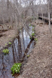 流れに沿ってミズバショウが咲いている