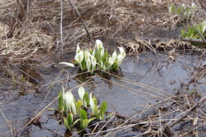 ミズバショウ