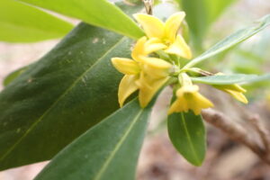 ナニワズの黄色い花