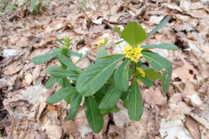 ナニワズの黄色い花