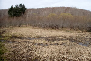 湿原の様子