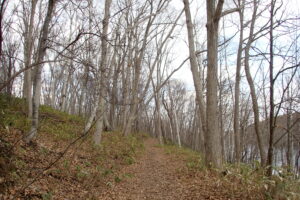 園内の森の様子