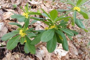 ナニワズの黄色い花