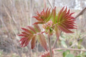 ホザキナナカマドの展開している芽