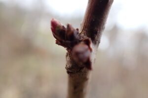 ホザキナナカマドの芽
