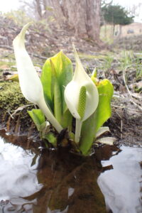 ミズバショウ