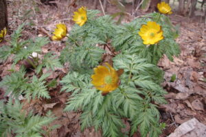 フクジュソウの黄色い花