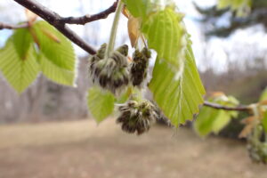 ブナのつぼみ