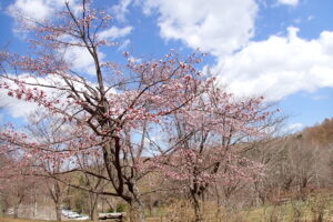 花が咲き始めたエゾヤマザクラ