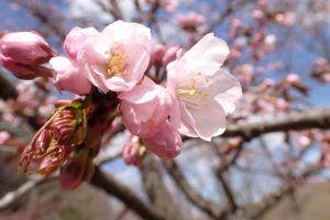 花が咲き始めたエゾヤマザクラ