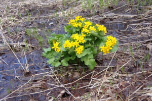 エゾノリュウキンカの黄色い花