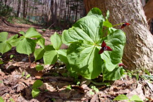 エンレイソウの濃い赤の花