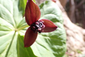 エンレイソウの濃い赤の花