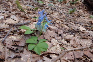 エゾエンゴサクの青い花
