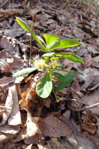 ナニワズの黄色い花