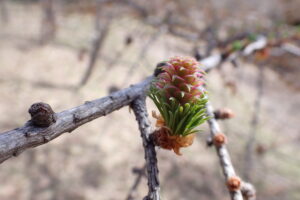 カラマツの雌花